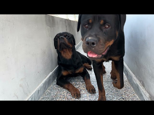 Rover & Cedes: Rooftop Relaxation, #Rotwiellers #chilling  on roof top