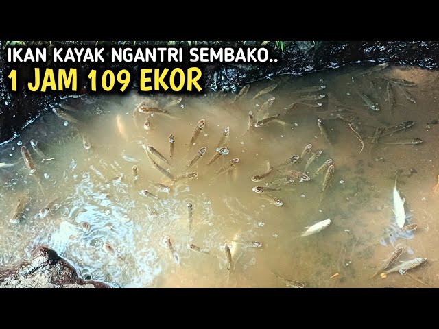 1 JAM 109 EKOR‼️ IKAN KAYAK NGANTRI SEMBAKO‼️mancing wader kepek strike DETIK an