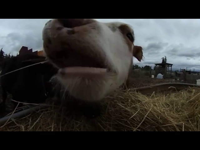 Say Hello to a Baby Cow in VR!