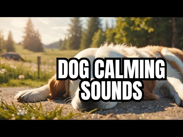 Fear-Free Sleep Aid: Dog ASMR Compilation