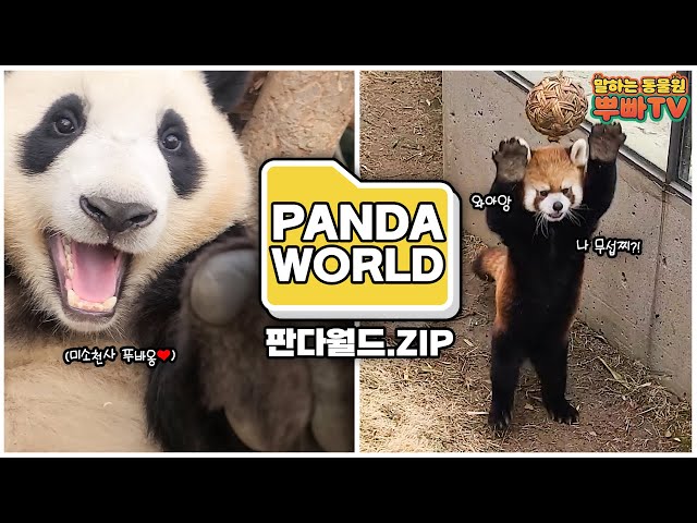 (SUB) [Extra Cut]Master of mischievous panda! Panda World cute video.ZIP📁 │Everland Panda World