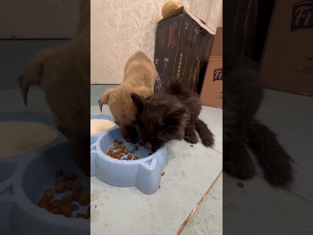 Adopted stray friends cat & dog 🐶❤️ #shorts #kitten #puppy