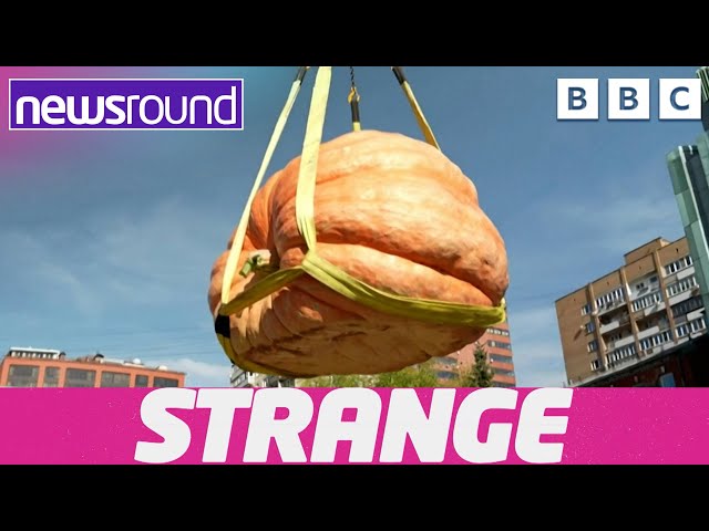 Strange News: Massive Pumpkins and Speed Golf | Newsround