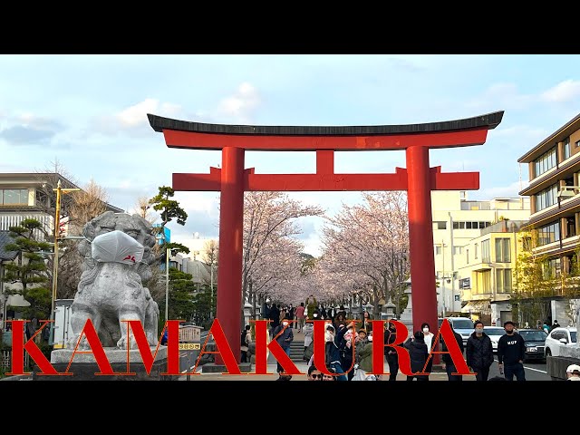 VR180 2022.3 KAMAKURA Sakura 01 in full bloom in Japan