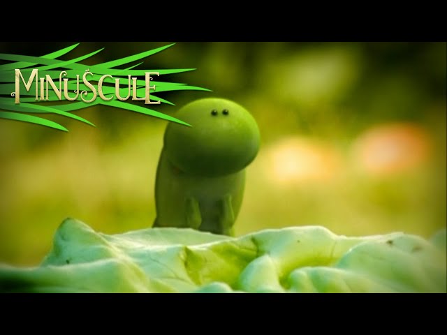 Minuscule - Sans Coquille/ Shell less (Season 1)