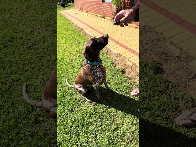 Oyster eating competition #GSP #germanshorthairedpointer #funny #farmlife