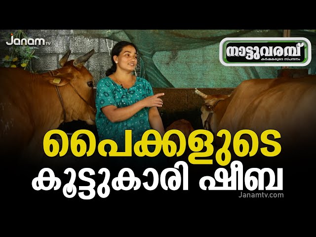 പശുവളർത്തലിലെ വനിതാ മുന്നേറ്റം | WOMEN COW FARMER-SHEEBA | COW FARMING KERALA | NATTUVARAMBU