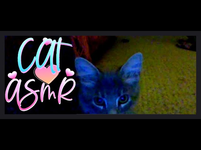 😻 Cat ASMR 😻 with Angel 🙂 the Kitten 🙂 !!!