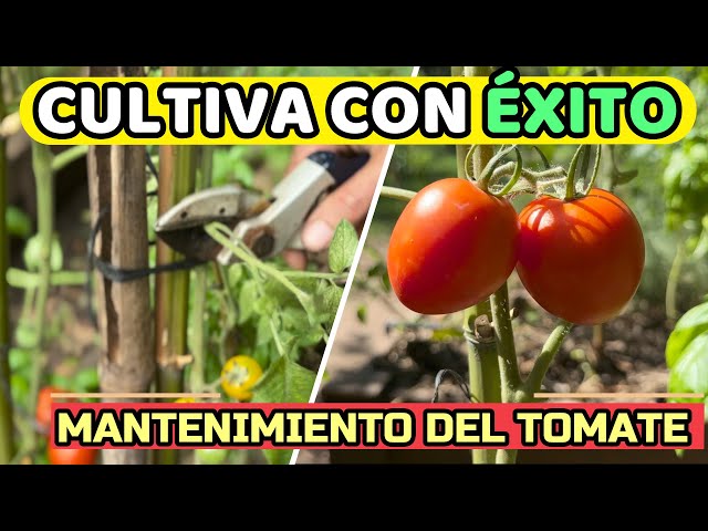 Claves del ÉXITO para Cultivar TOMATES  libres de PLAGAS (Mantenimiento Completo)