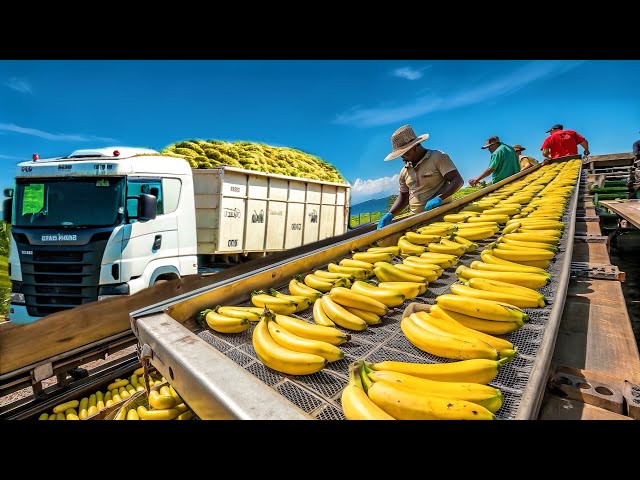 How US Farmers Produce Millions of Bananas Every Day