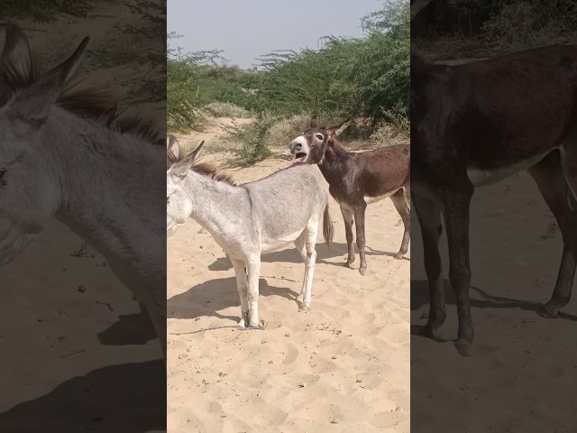 Donkey enjoy the jangle life #donkey #subscribe .