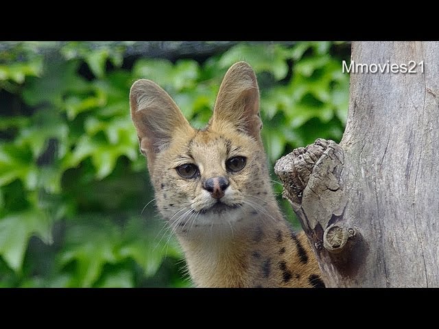 サーバルキャット　キキの思い出〜Serval　"Kiki"