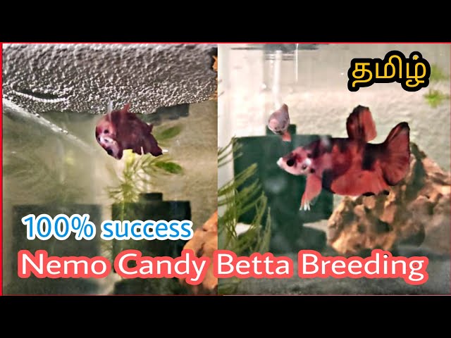 Nemo Candy Betta Breeding Video | 100% Success | Pets for You