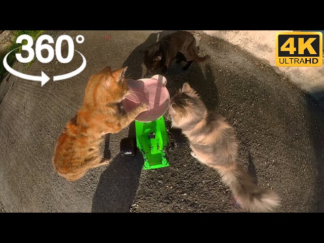 360° VR Cat Video [4K]: Cats Eating Salami from RC Car!