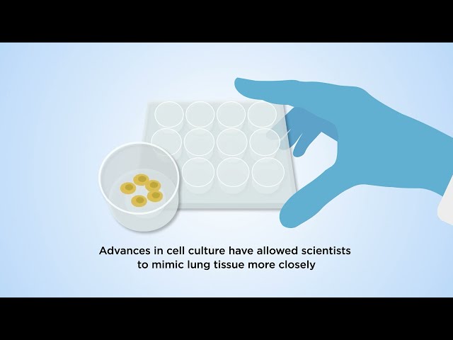 Advanced cell culture models to study lung health and disease