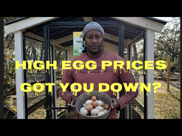 Why You Should Raise Your Own Chickens – Easy & Affordable Egg Supply!