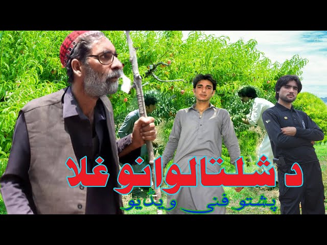 Pashto funny video by Chamtalai Vines (د شلتالوانو غلا) Da Shaltalwano Ghla