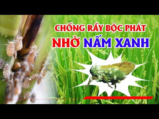 CHỐNG RẦY NÂU BỘC PHÁT NHỜ -  NẤM XANH