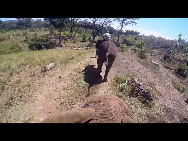 African Elephant Riding With GoPro