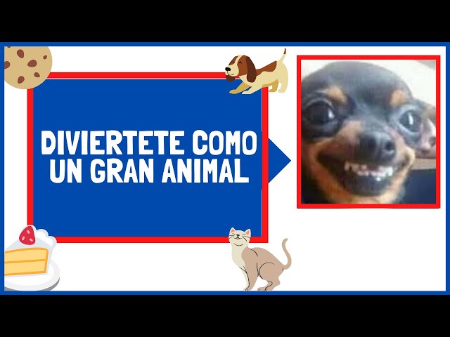 😛Los animales más divertidos 😍 Trate de no reírse Videos, Increíbles videos divertidos de animales😛