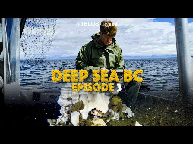 Deep Sea BC S1 Ep 03: Discovering an Ancient Glass Sponge