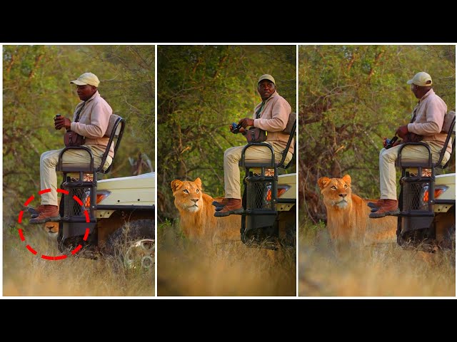 Why Do Lion Not Attack When you Are In Safari Vehicle? The Answer Will Make You Surprise!