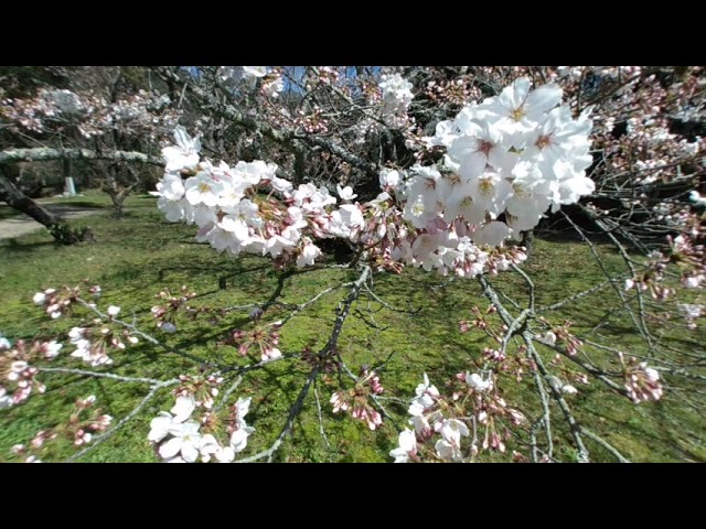 バーチャルお花見🌸出雲大社 Part2