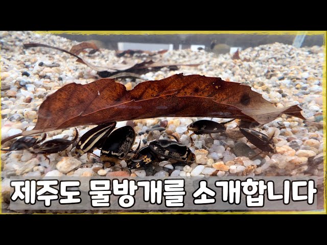 이 물방개들은 제주도에서만 볼 수 있습니다.