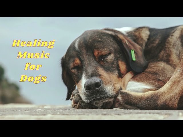 🐶 Dog music - 🎵Dog musicDogs sleep music