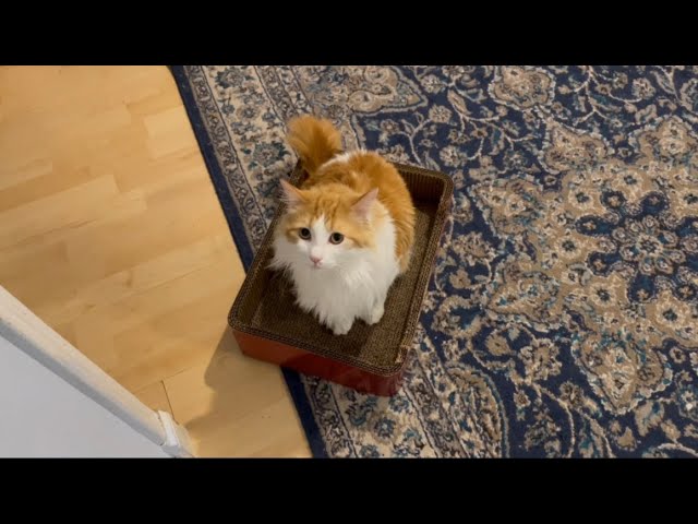 Crazy cute cat’s daily routine,