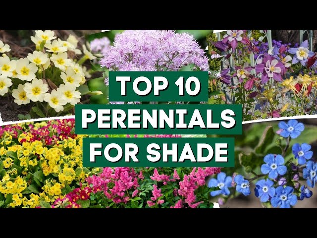 10 Beautiful Perennial Flowers for Shady Gardens! 👌🌿💚 // PlantDo Home & Garden