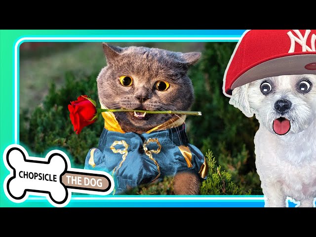 Romeo and Juliet... But Cats! Hilarious Reaction by Chopsicle The Dog