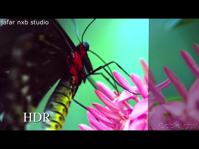 hdr vs sdr  lg dolby vision demo 2018 nature video