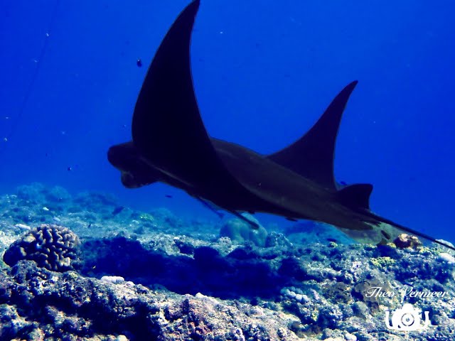 Diving @New  Caledonia 2022