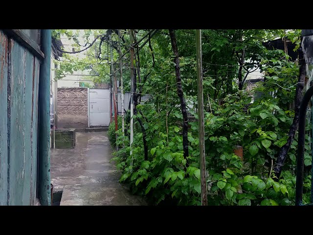 Wet Day - Heavy Rain Sounds and Thunder - Rain in the yard of the house