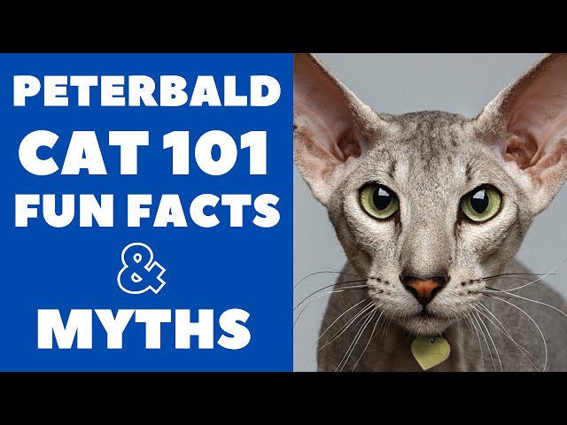 Peterbald Cats 101 : Fun Facts & Myths