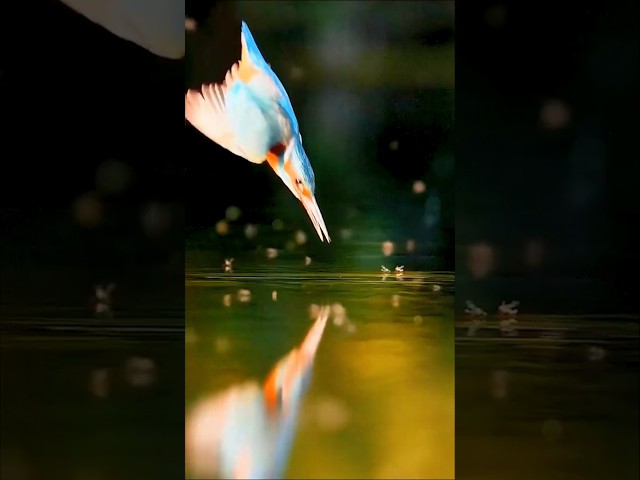 Amazing Kingfisher Fishing (Slow Motion)