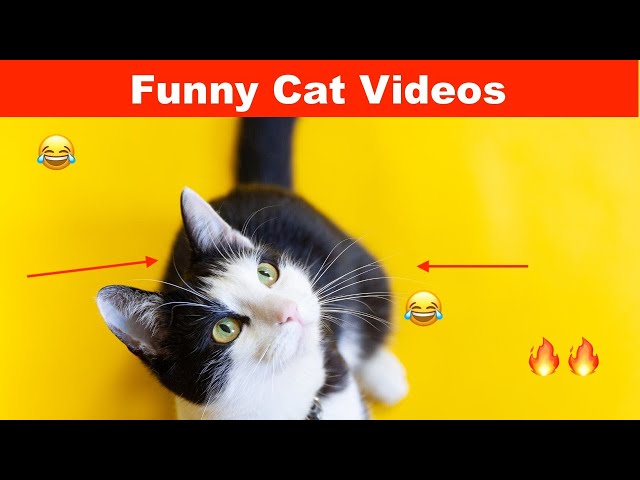 Most Viral Funny Cat Videos 🐈😺- Cat Swimming | Funny Cat😂😂🔥