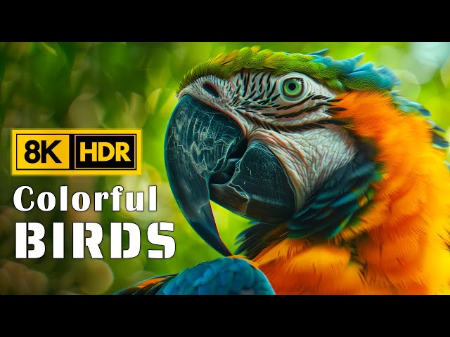 Parrots in 8K HDR 60FPS | Stunning Beautiful Birds | Birds Sound