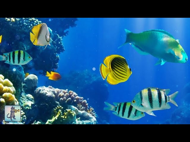 Relaxing fishes|aquarium 4K VIDEO ULTRA HD🧜‍♀️,Beautiful fish music|relaxing music for stress relife