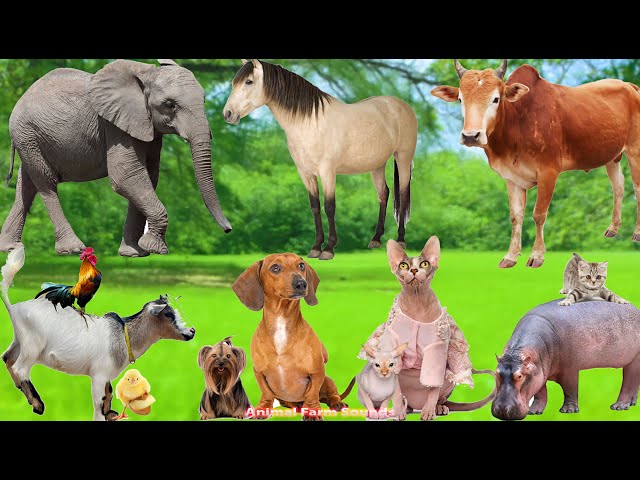 Fun Sounds of Farm Animals: Elephant, Horse, Cow, Goat, Dog, Cat, Chicken, Hippo - Animal Sounds