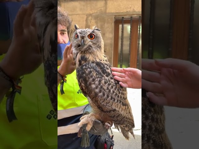 The owl that came to visit the day I met Kate.