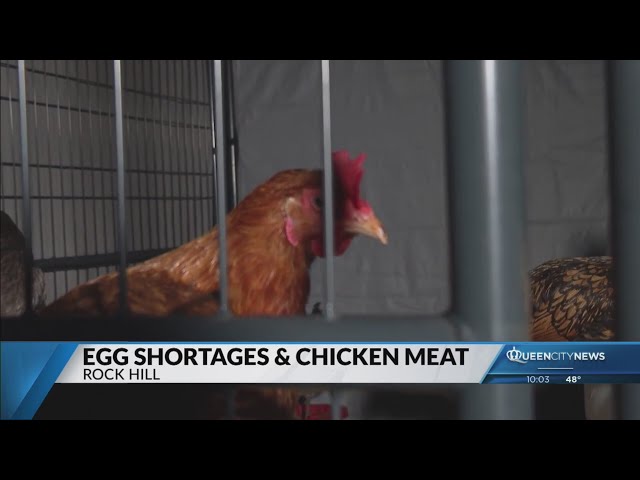 Rock Hill poultry farmer explains why there's no chicken meat shortage