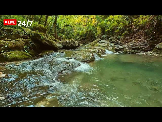 🔴 Relaxing River & Waterfall Sounds for Sleep, Study, and Relaxation | 24/7 Live Stream 🌊