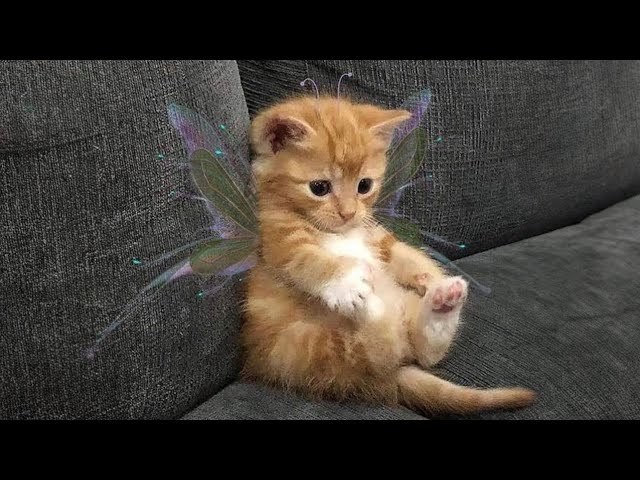 21 minutes of adorable 🥰cats and kittens videos to keep you smiling 😍😅