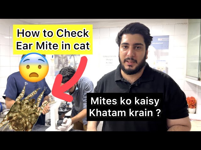 Ear Mites in Cats 😰 | Ear Mites Treatment for Cats | Ear mites in Cats under microscope