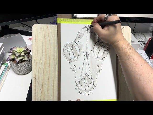 Project: Drawing ✍️ Wolves 🐺- Front Skull View