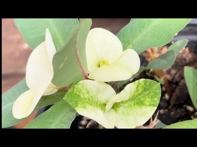 Pregunta, por qué mis semillas salen de Flor chica