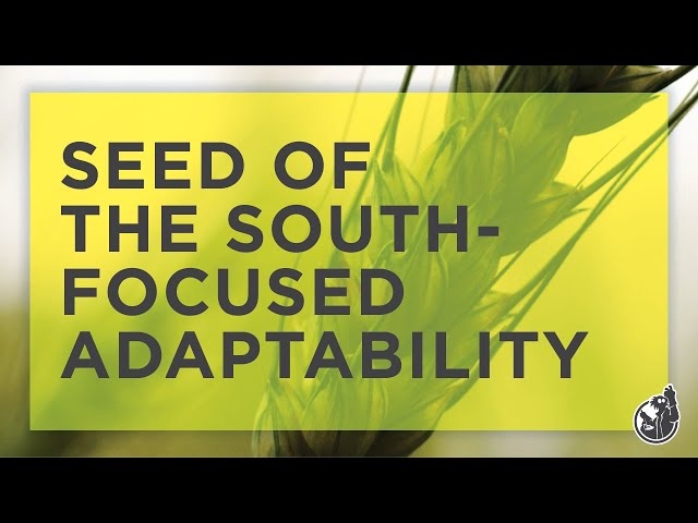 Grain Seed Supplier Commercial - “Focused Adaptability” | Terral Seed