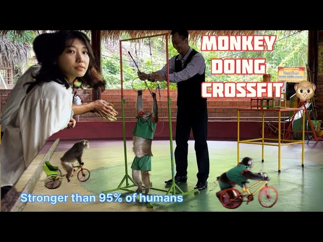 MONKEY DOING CROSSFIT | Stronger than 95% of humans